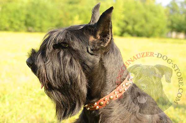 Leather dog collar with mixed studs for fashion walking Riesenschnauzer