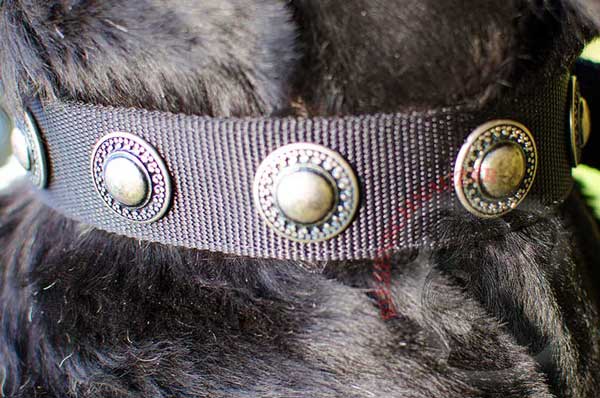 Gorgeous vintage conchos on nylon wide dog collar