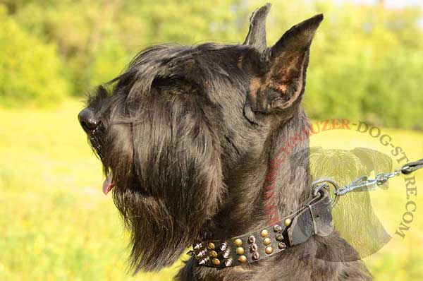 Spiked and studded leather Riesenschnauzer collar for stylish appearance 