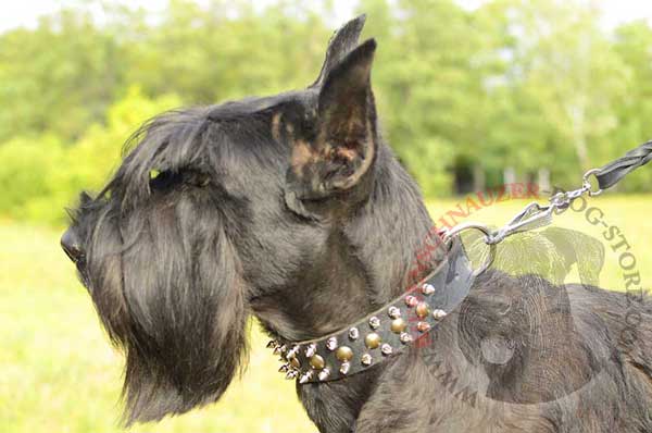 Fashionable Riesenschnauzer collar made of leather, decorated