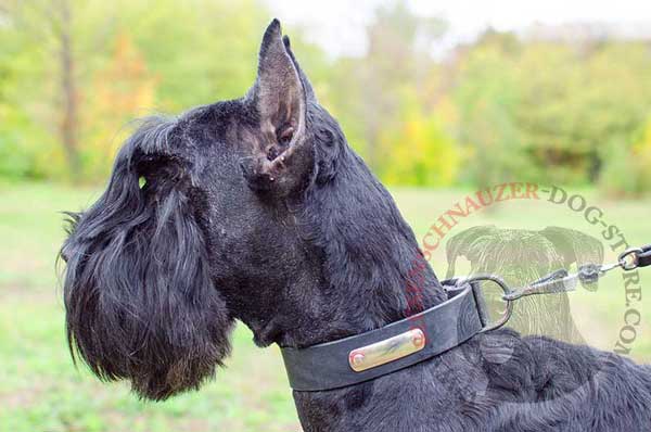 Riesenschnauzer collar handcrafted of leather meant for identification