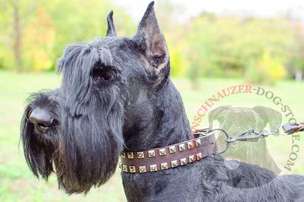 Dressy dog collar leather with 2 rows of studs for Riesenschnauzer