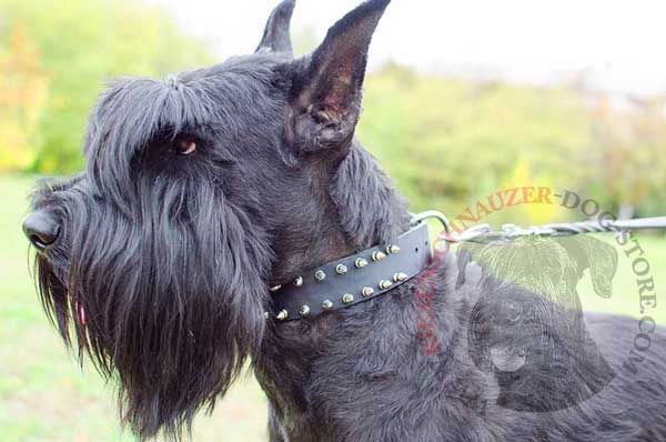 2 rows spiked dog collar leather for walking with Riesenschnauzer