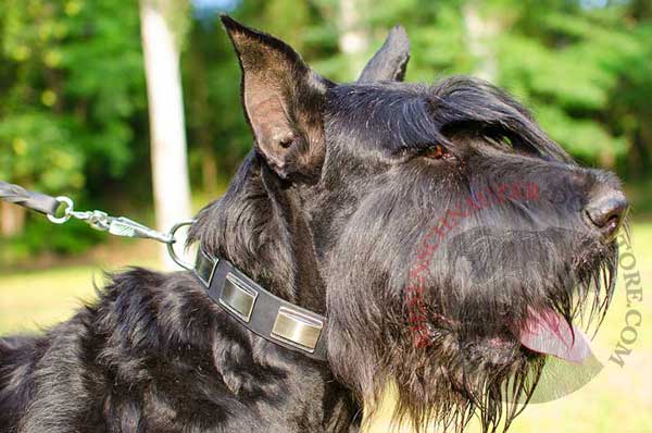 Dog leather collar with fashionable decoration - unique plates - for your Riesenschnauzer 