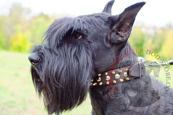 Stylish leather Riesenschnauzer collar spiked and studded for extreme beauty
