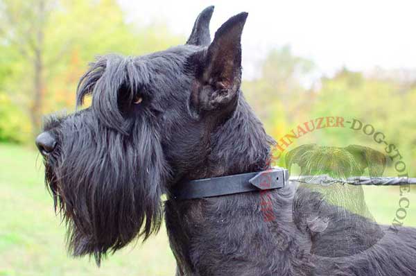 Riesenschnauzer collar leather narrow strap well-fitted with regulable buckle