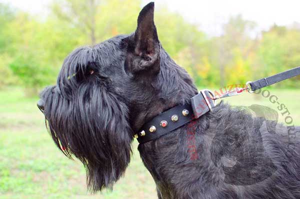 Nylon Riesenschnauzer collar cones decorated for walking and training
