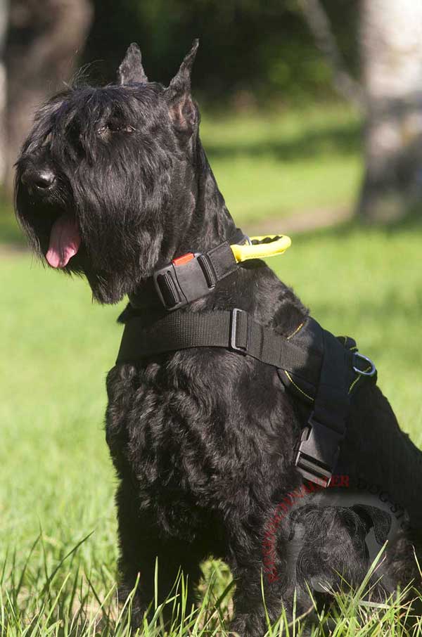 Nylon Riesenschnauzer collar breathable for all-weather activities