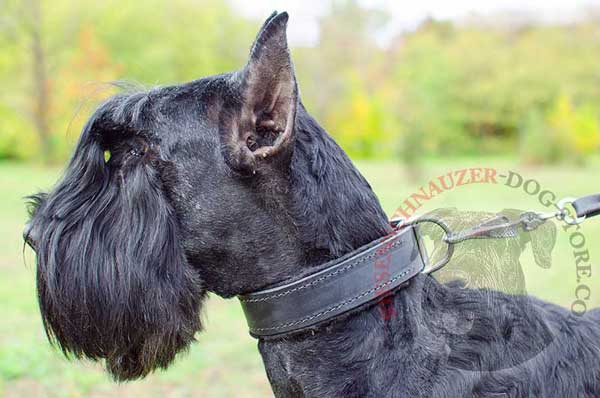 Leather Riesenschnauzer collar padded with thick soft felt for safer dog training
