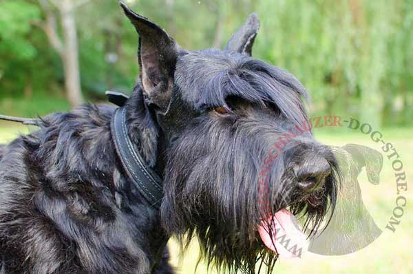 Leather felt padded Riesenschnauzer collar absolutely comfortable for daily wear
