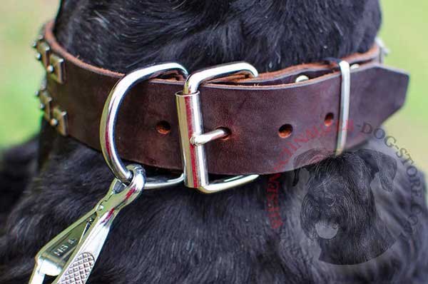D-ring built in dog collar for leash and tag attachment