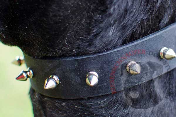 Steel nickel-plated spikes adorn leather buckle dog collar for Riesenschnauzer 