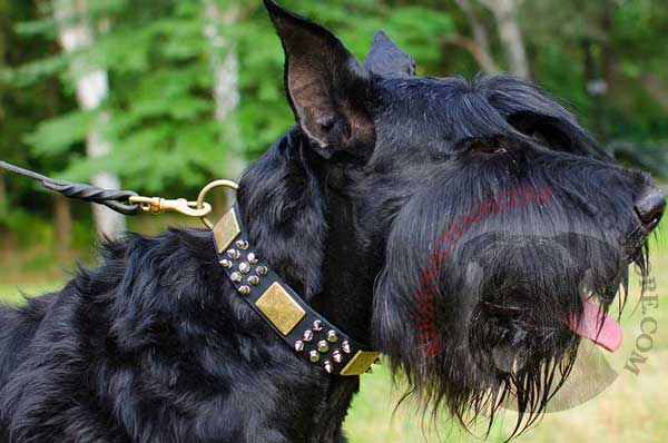 Leather Riesenschnauzer collar with mixed decoration