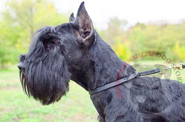 Dog choke collar made of superior leather for Riesenschnauzer training