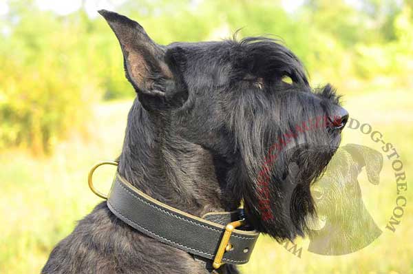 Dog collar made of 2 ply leather for control over Riesenschnauzer