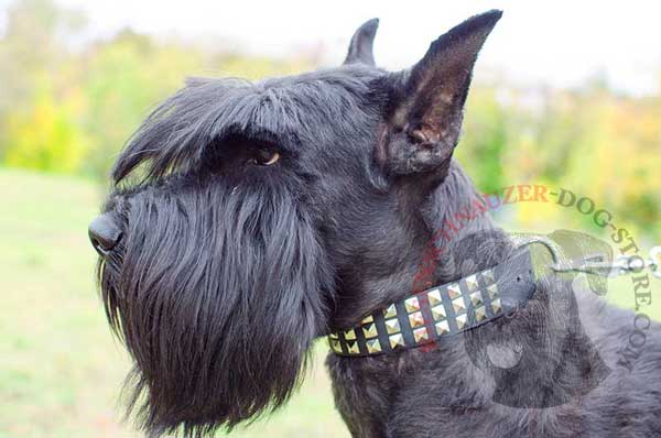 Stylish leather dog collar with pretty studs for Riesenschnauzer