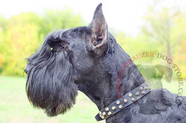 Leather dog collar decorated with rows of cones for Riesenschnauzer 