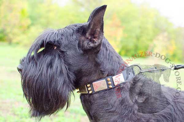 Leather dog collar with plates and spikes for Riesenschnauzer