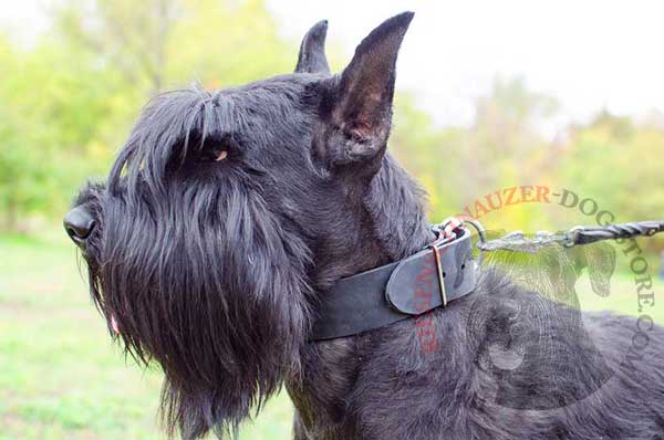 Dog collar leather with rounded edges for your Riesenschnauzer