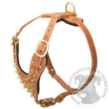 Walking Leather Harness for Riesenschnauzer