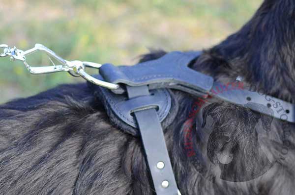 Nickel D-ring for Fast Leash Connection to Riesenschnauzer Harness
