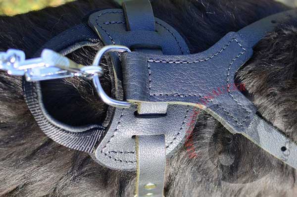 Nickel D-ring Stitched to Back Plate of Riesenschnauzer Leather Harness