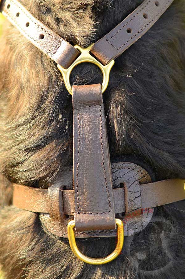 Padded Back Plate with D-ring for Leash Attachment