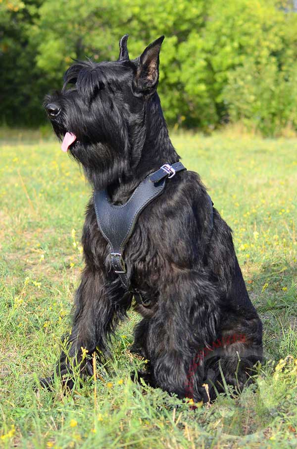 Leather Harness for Riesenschnauzer Adjustable with Nickel Buckles