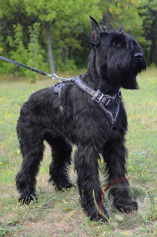 Barbed Wire Painted Leather Harness for Riesenschnauzer Protection Training