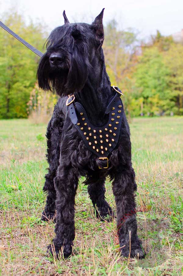 Spiked Leather Harness for Riesenschnauzer Walking in Style