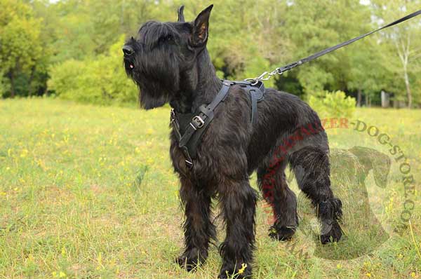 Leather Harness for Riesenschnauzer Protection Work 