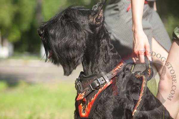 Leather Harness for Riesenschnauzer Comfortable Handling