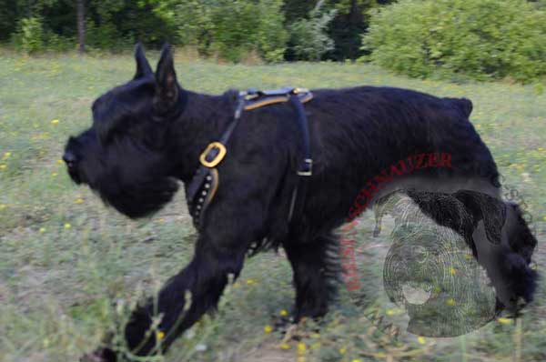 Leather Harness for Riesenschnauzer Off Leash Training 