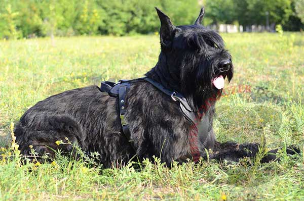 Leather Riesenschnauzer Harness for Effective Attack Training
