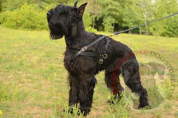Riesenschnauzer Leather Harness with D-rings for Pulling