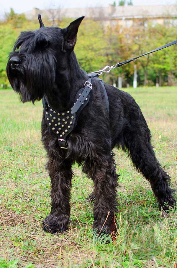 Riesenschnauzer Leather Harness for Obedience and Off Leash Training