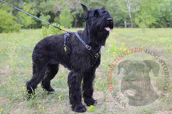 Leather Harness for Riesenschnauzer Obedience Training