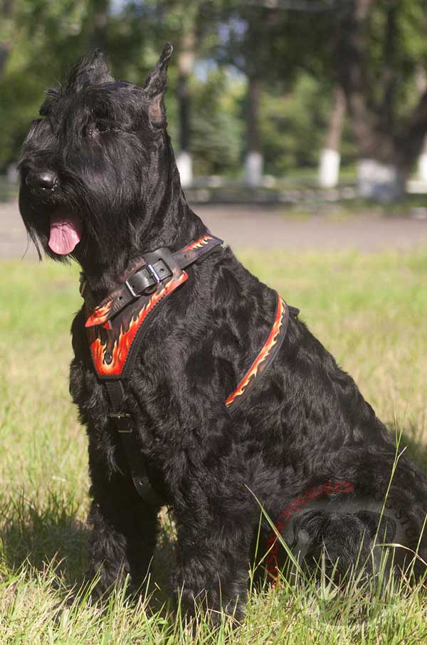 Durable Leather Harness for Riesenschnauzer Off Leash Training 