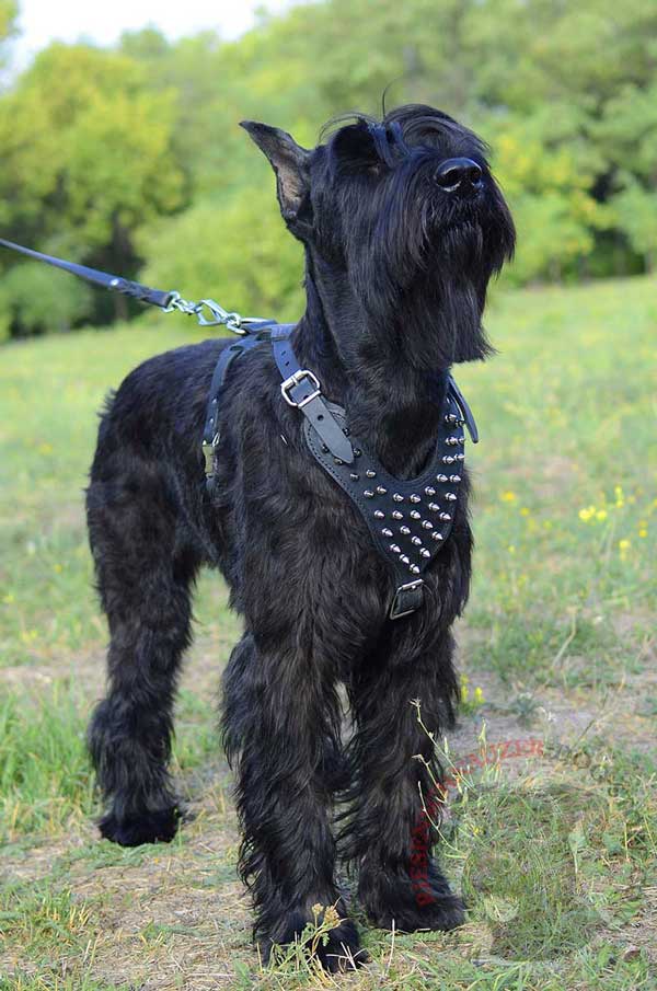 Riesenschnauzer Leather Harness Decorated with Spikes