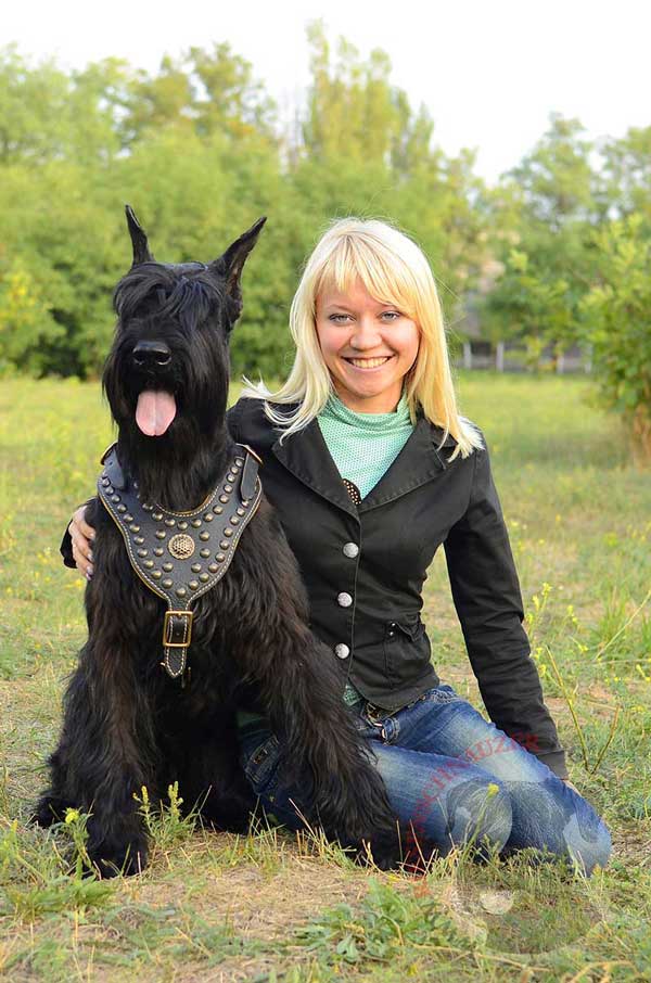 Leather Harness for Riesenschnauzer Walking in Style