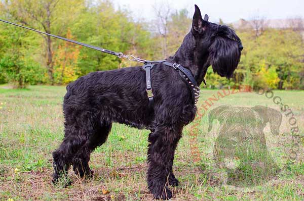 Leather Harness for Riesenschnauzer with Studded Chest Plate
