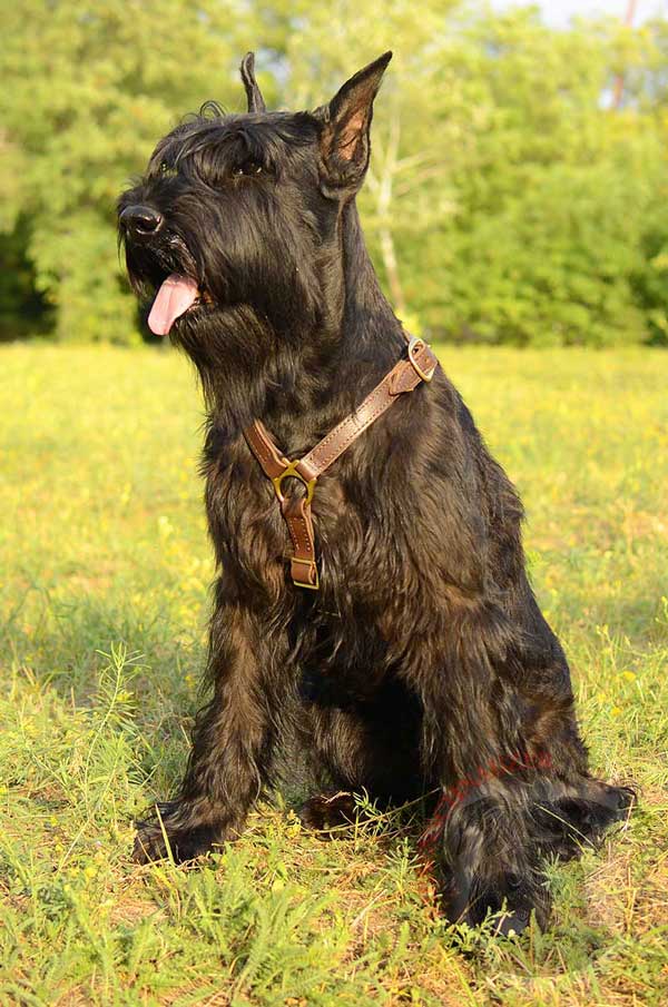 Tracking Leather Harness for Riesenschnauzer with Adjustable Brass Buckles