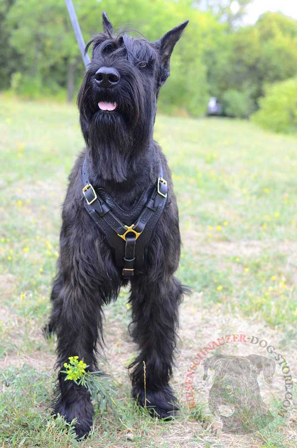 Easily Regulated Leather Harness for Riesenschnauzer