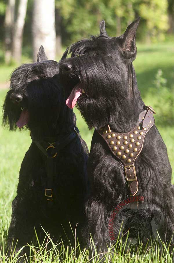 Leather Harness for Riesenschnauzer with Rust Resistant Brass Fittings