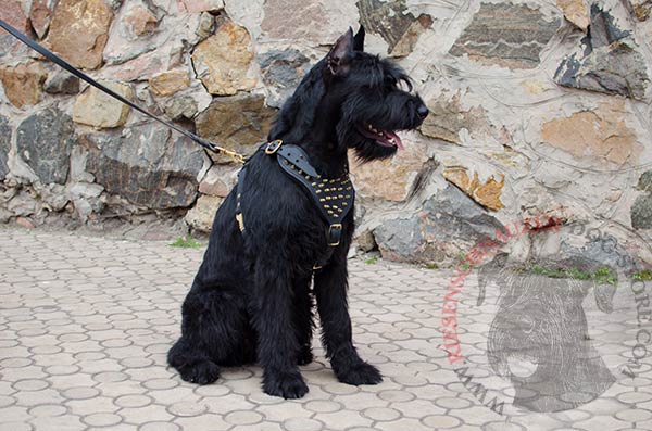 Leather Harness for Riesenschnauzer with Gold-like Fittings