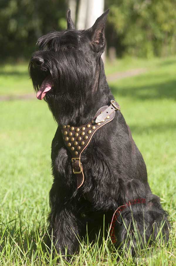 Riesenschnauzer Harness Leather with Riveted to Chest Plate Studs