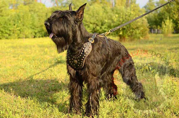 Leather Riesenschnauzer Harness Decorated with Gold-like Decoration