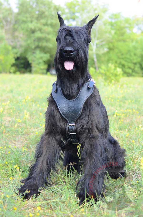 Leather Harness for Riesenschnauzer with Hand Stitched Chest Plate 