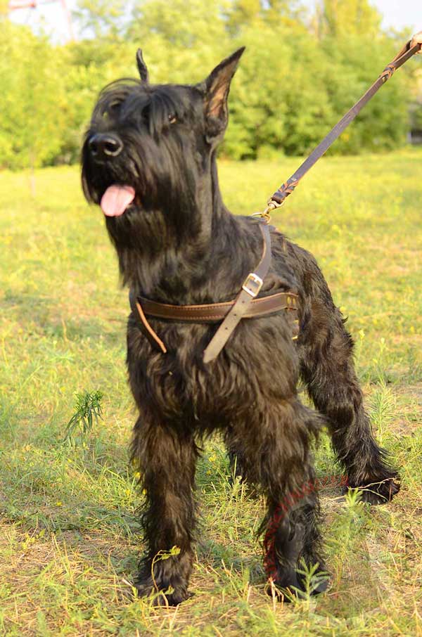 Leather Harness for Riesenschnauzer with Solid Brass Hardware