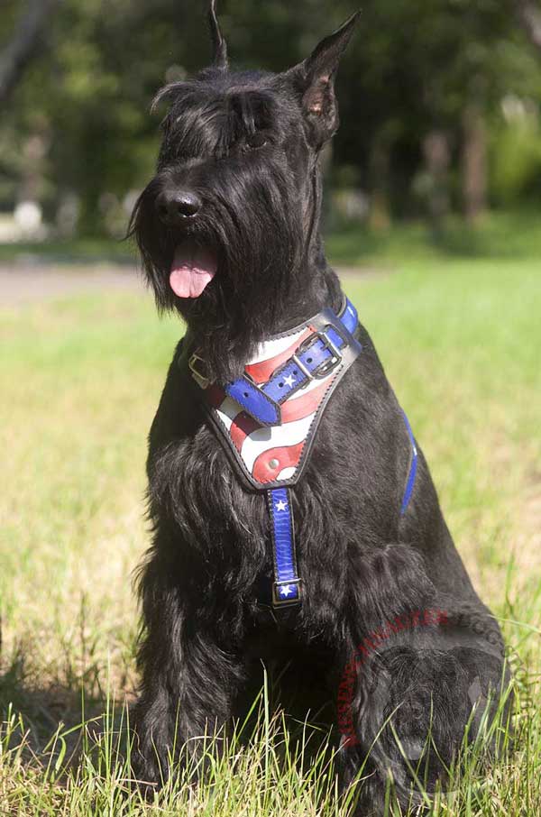 Riesenschnauzer Leather Harness with Bright Hand Painted Chest Plate